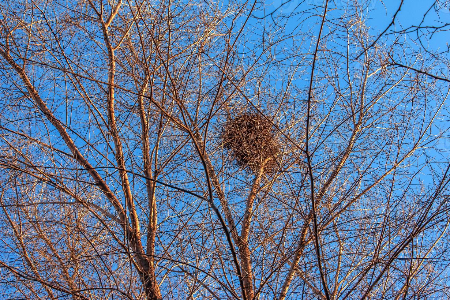 A large birds nest nestled in the crook of tree branches against a blue sky photo