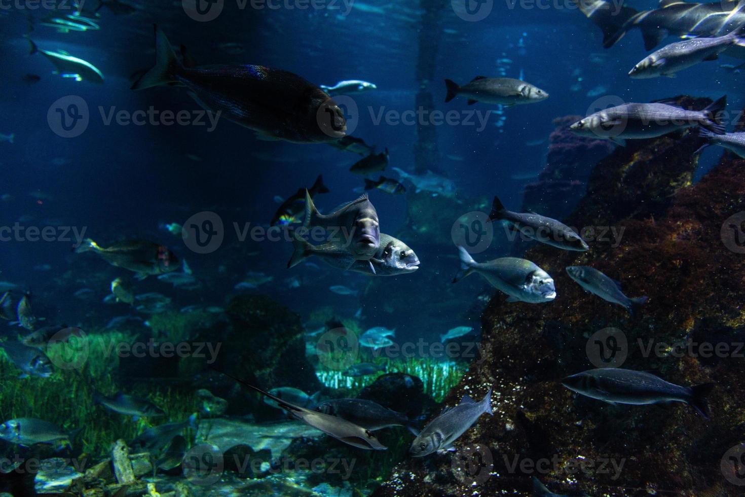 Different Tropical Fish Under Water photo