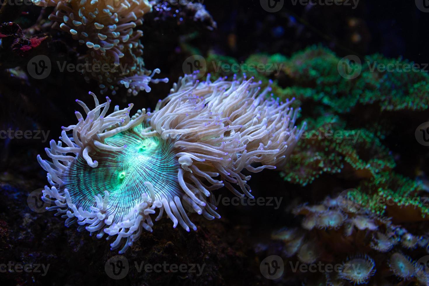 Different Tropical Fish Under Water photo