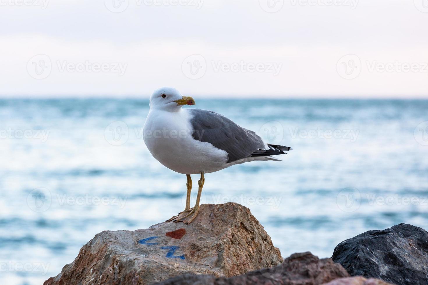 Yellow legged gull photo