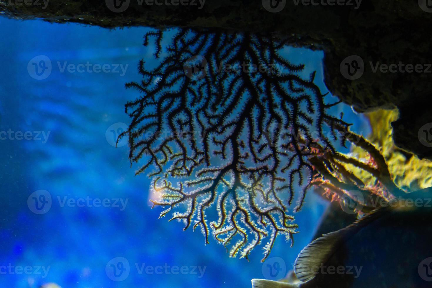 diferentes peces tropicales bajo el agua foto