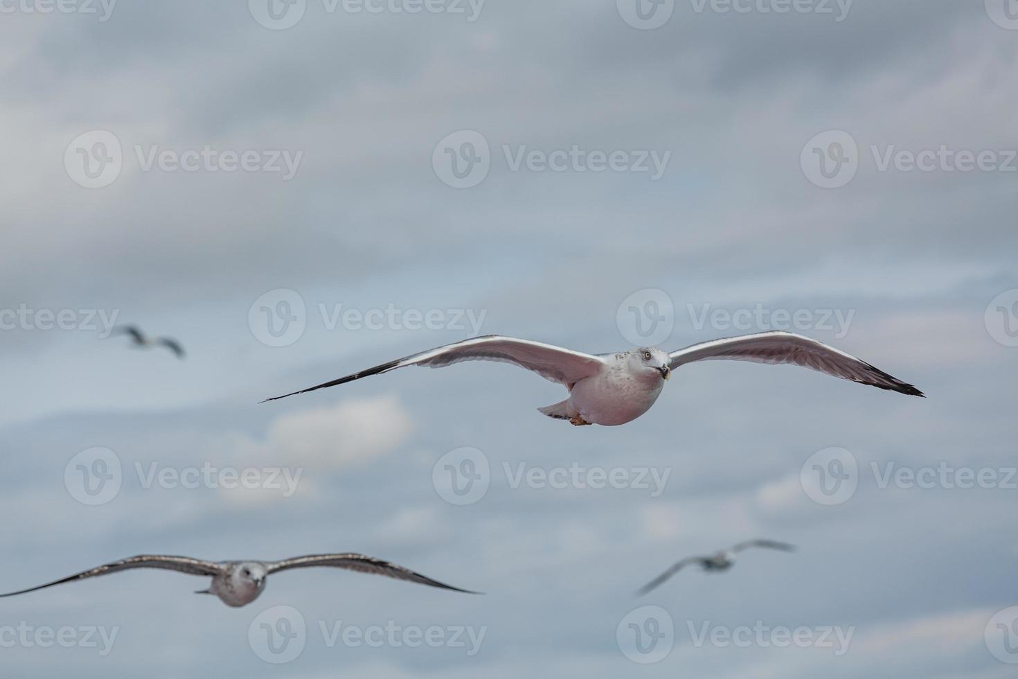 gaviota patiamarilla en vuelo foto