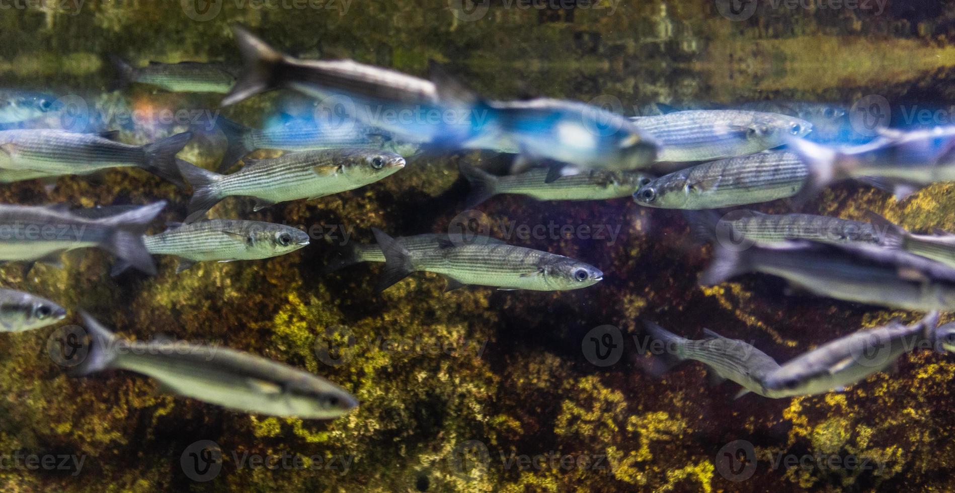 Different Tropical Fish Under Water photo