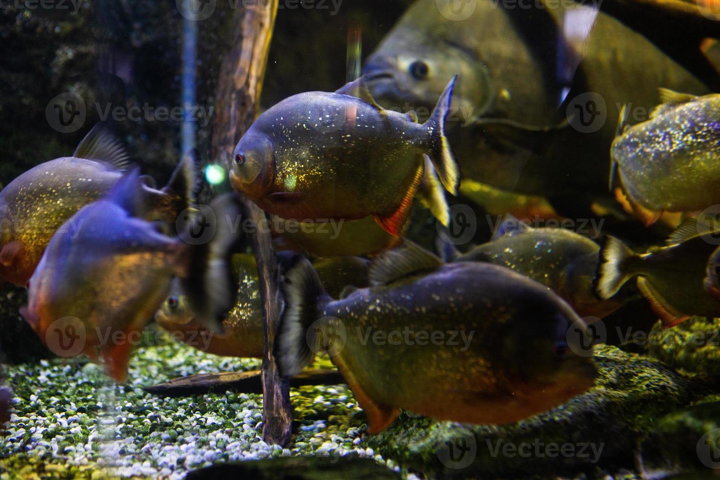 Different Tropical Fish Under Water photo