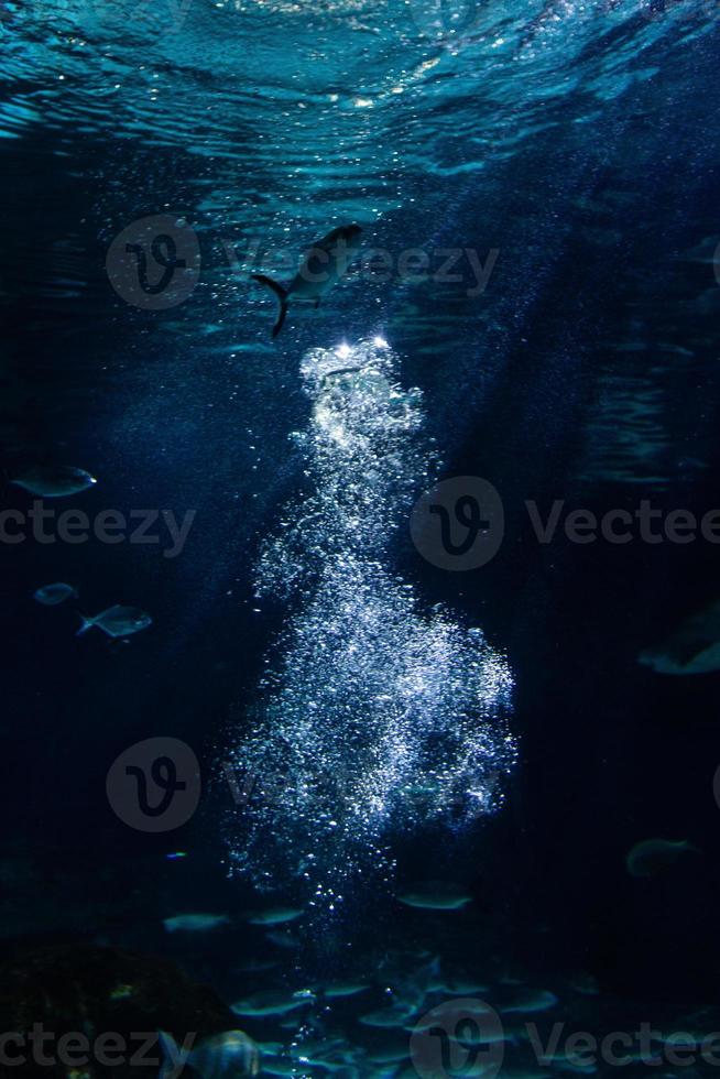 diferentes peces tropicales bajo el agua foto