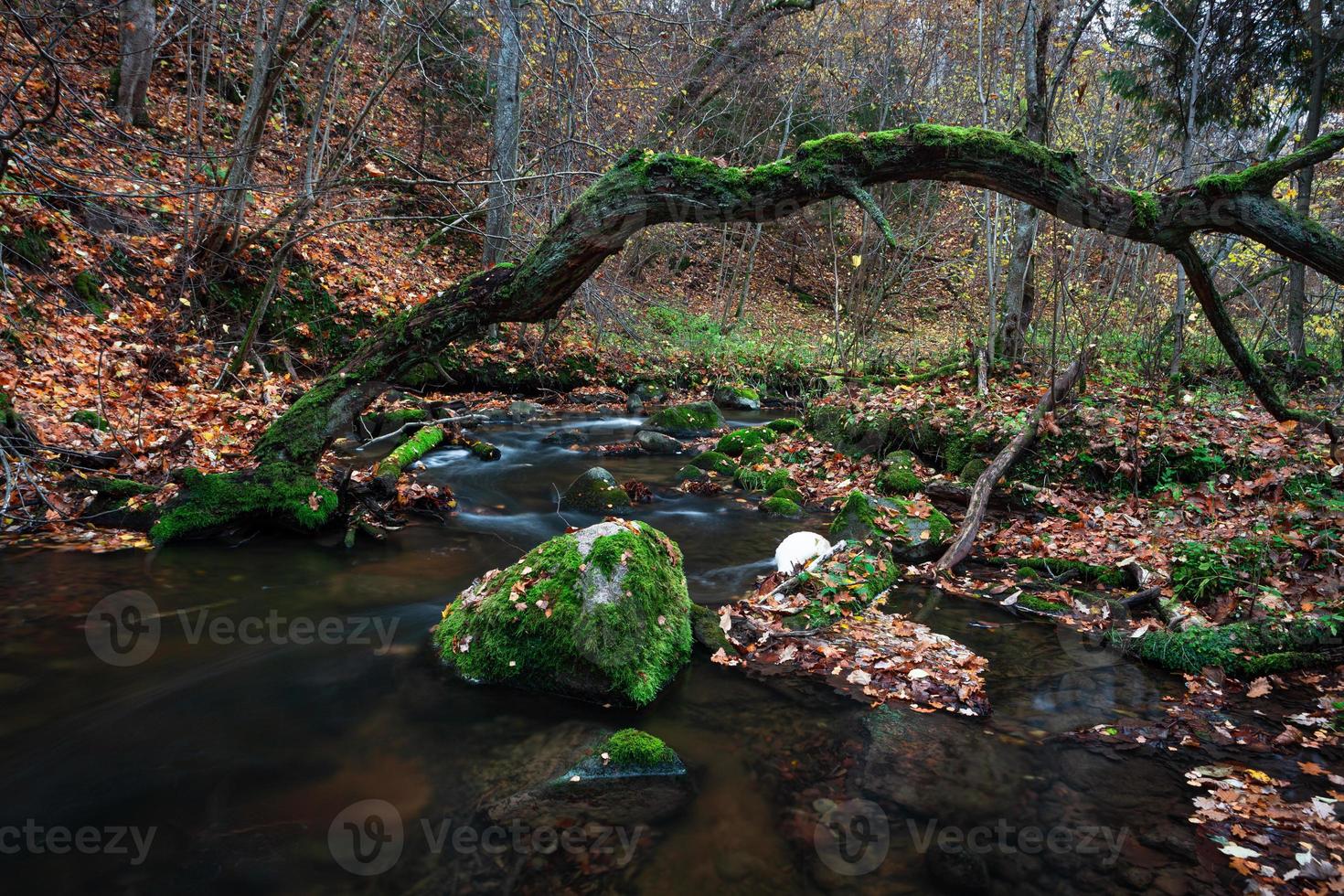 Small Forest River photo