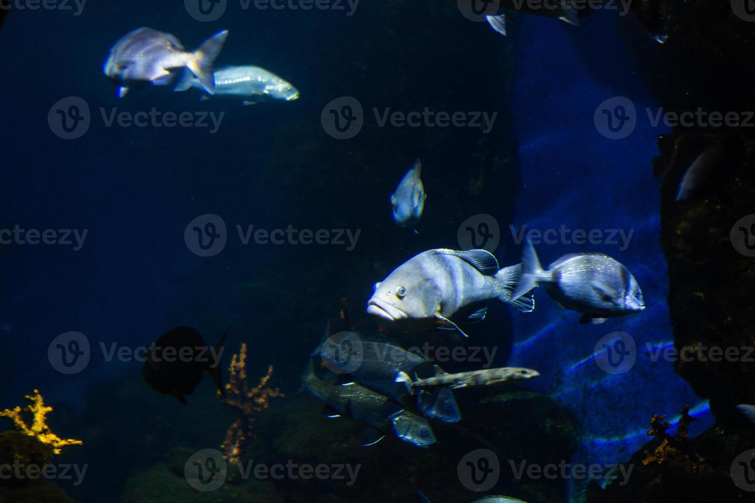 Different Tropical Fish Under Water photo