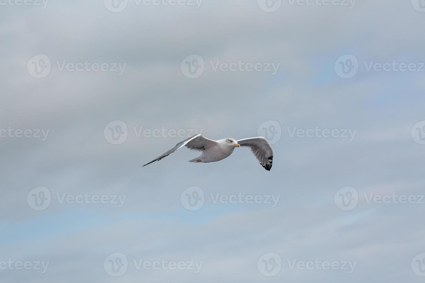 gaviota patiamarilla en vuelo foto