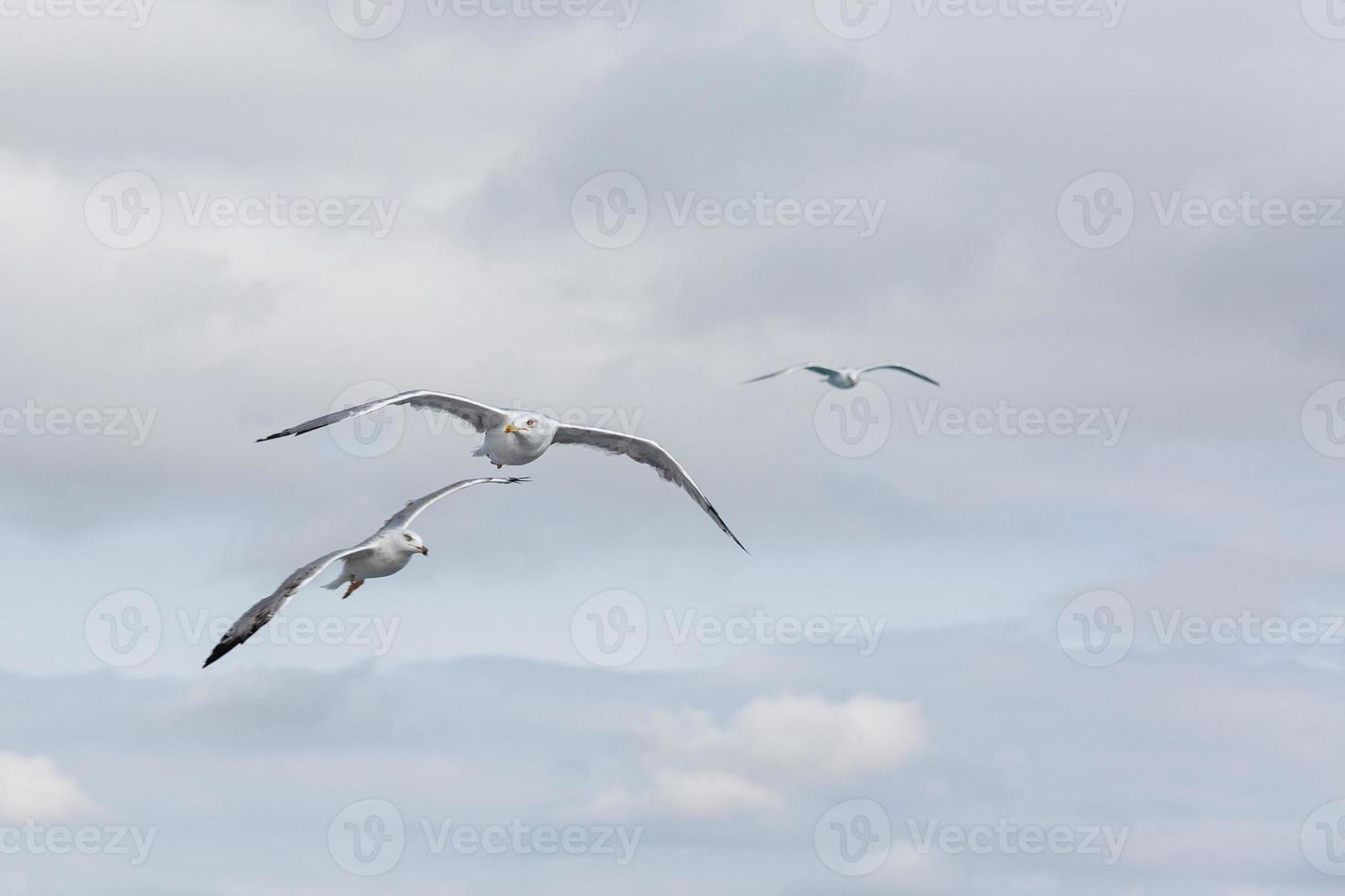 Yellow legged gull in flight photo