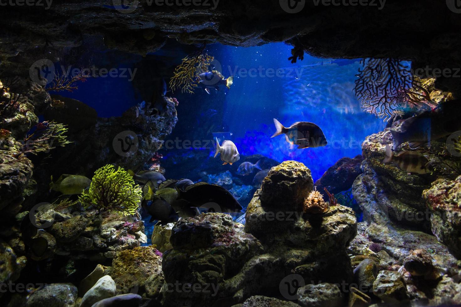 Different Tropical Fish Under Water photo