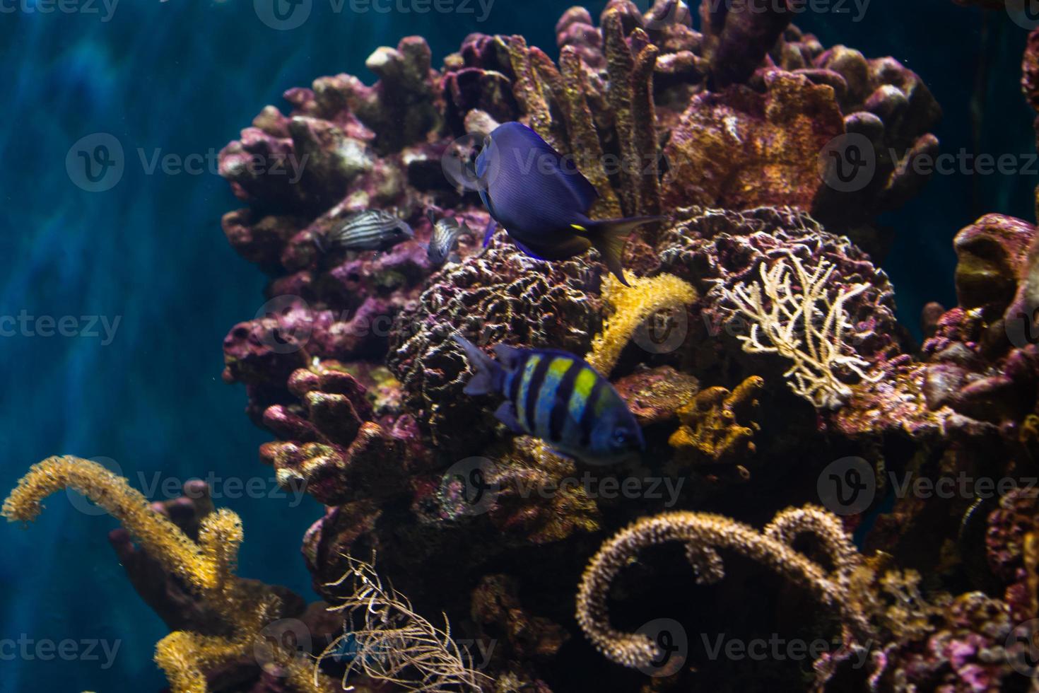 diferentes peces tropicales bajo el agua foto