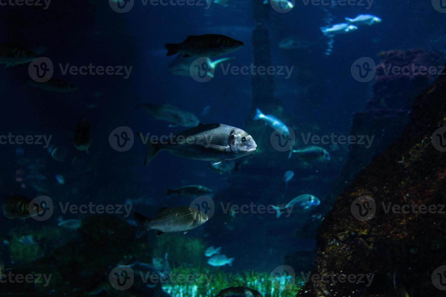 Different Tropical Fish Under Water photo