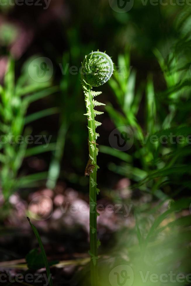 helecho fiddlehead verde foto