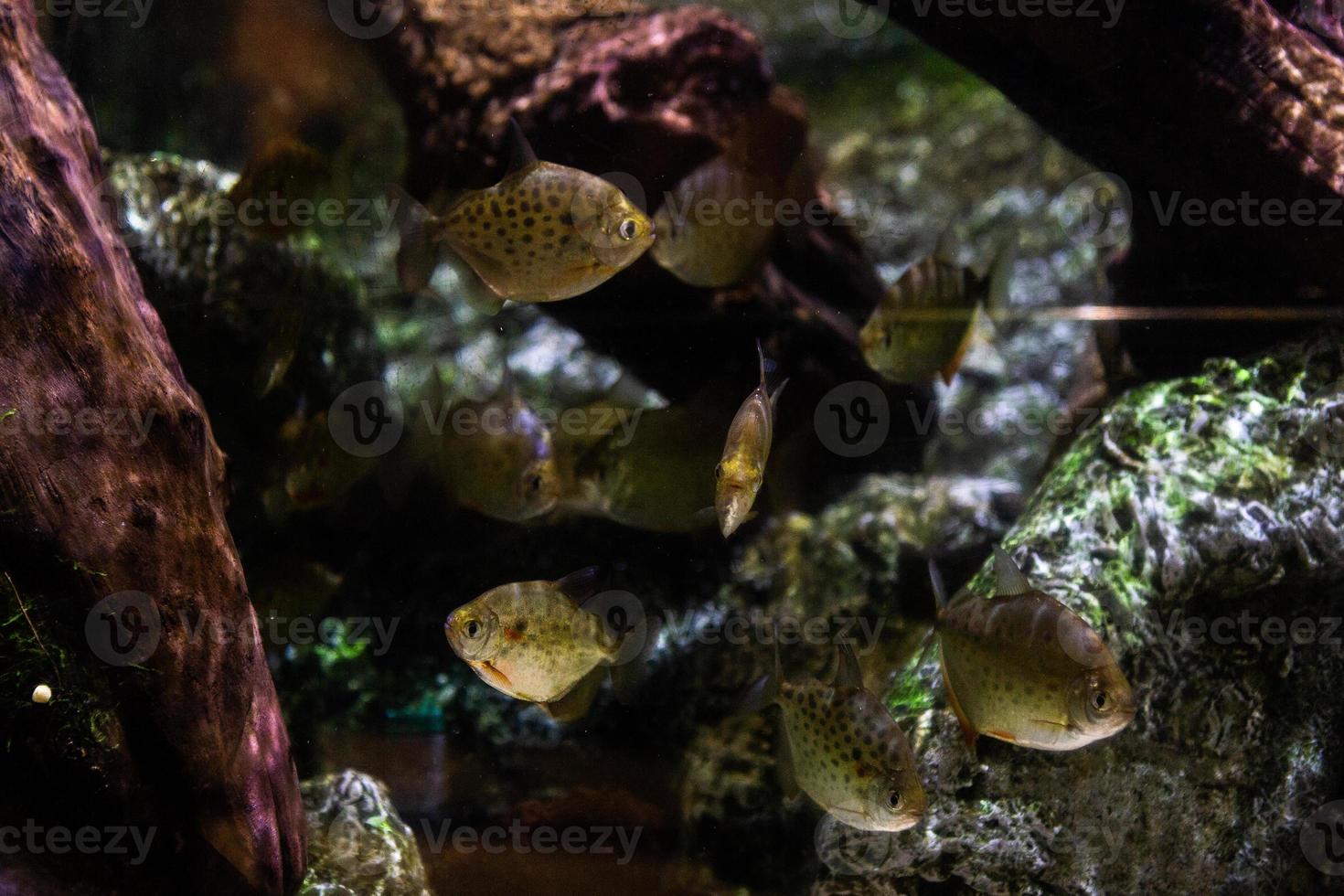 Different Tropical Fish Under Water photo