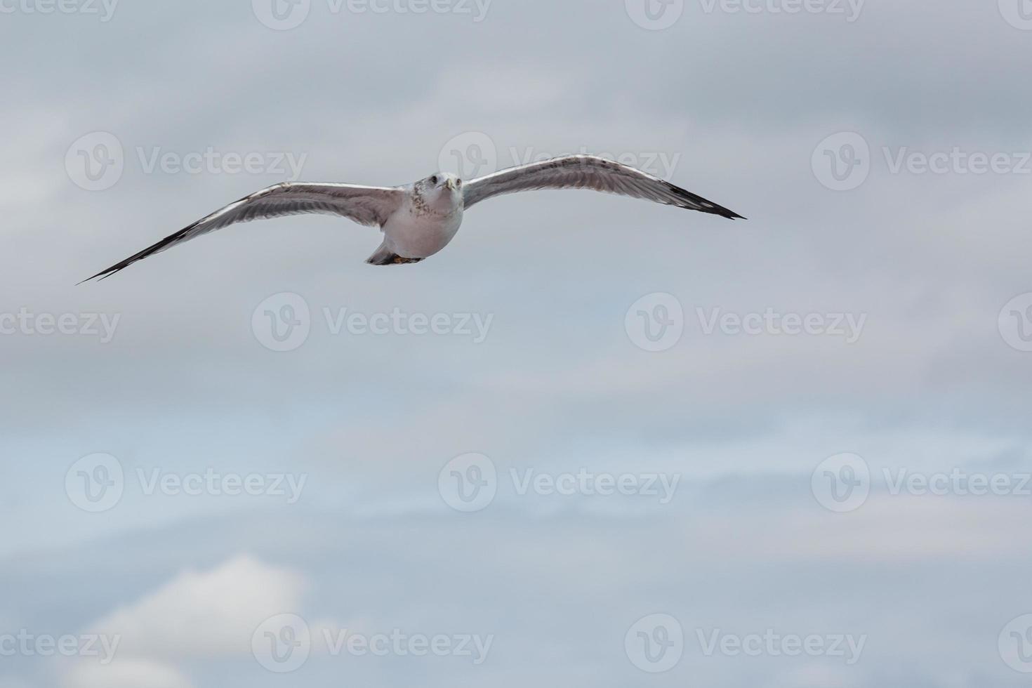 Yellow legged gull in flight photo