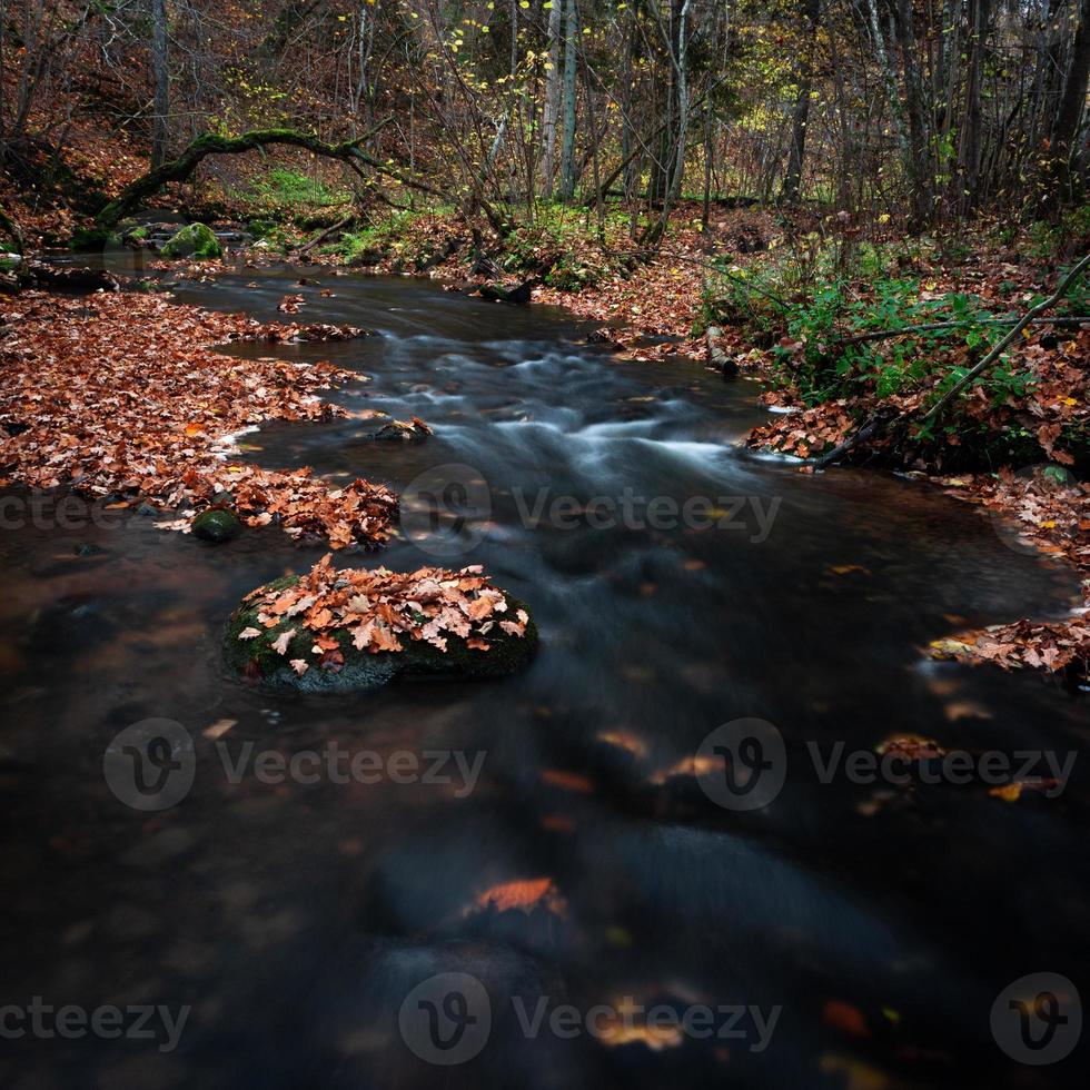 pequeño río forestal con piedras foto