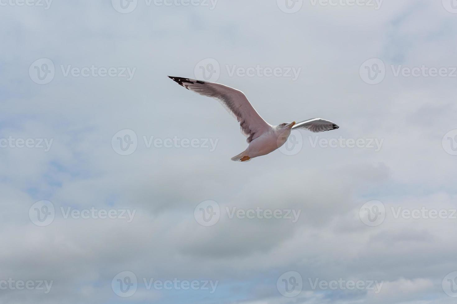 Yellow legged gull in flight photo