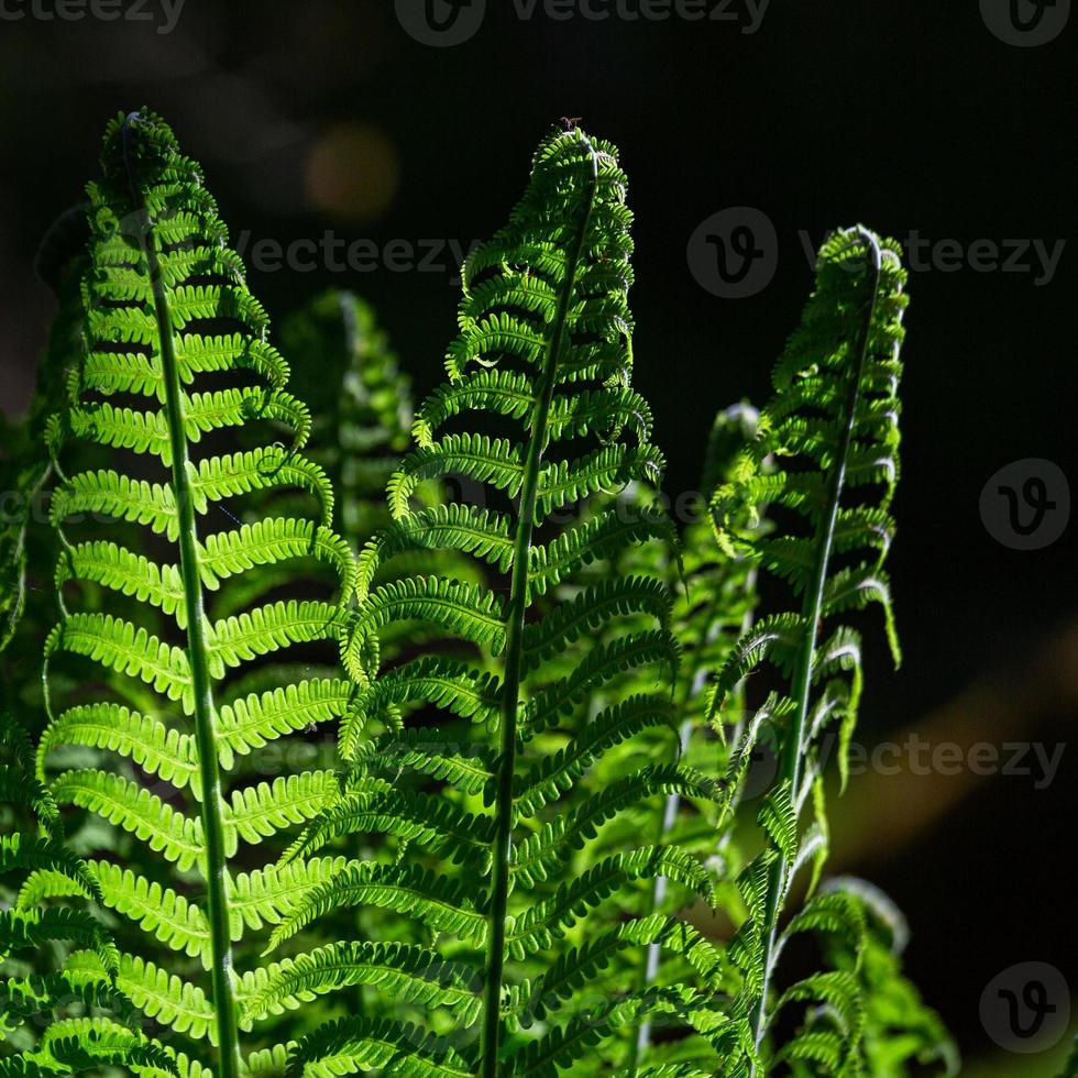 helecho fiddlehead verde foto