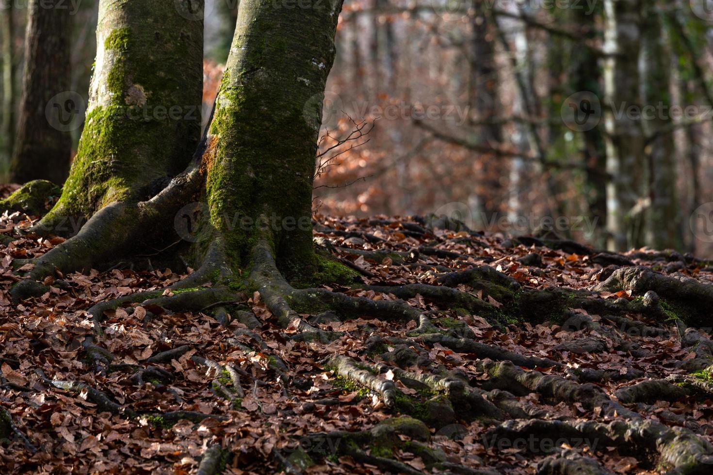 Landscapes From Garrotxa National Park of Pyrenees photo