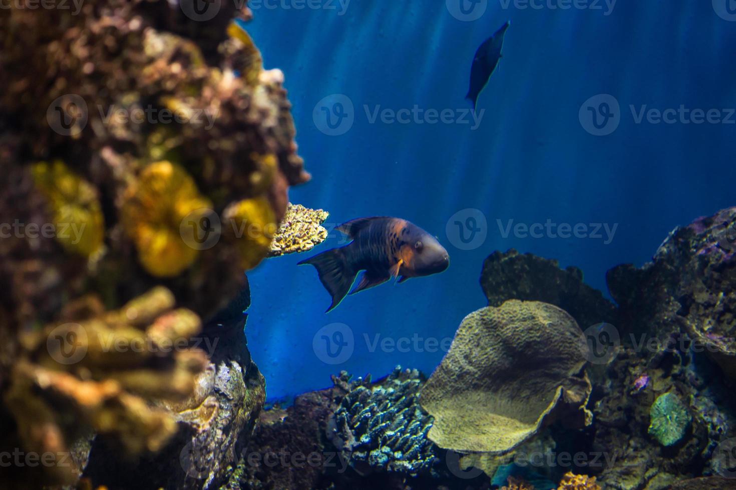 Different Tropical Fish Under Water photo