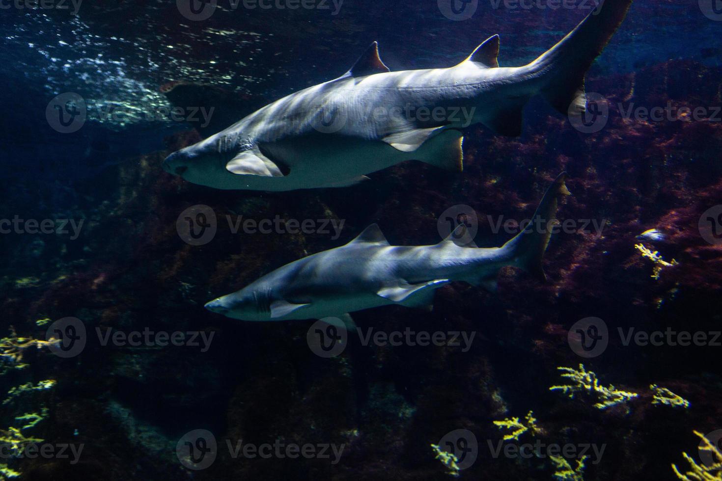 Different Tropical Fish Under Water photo