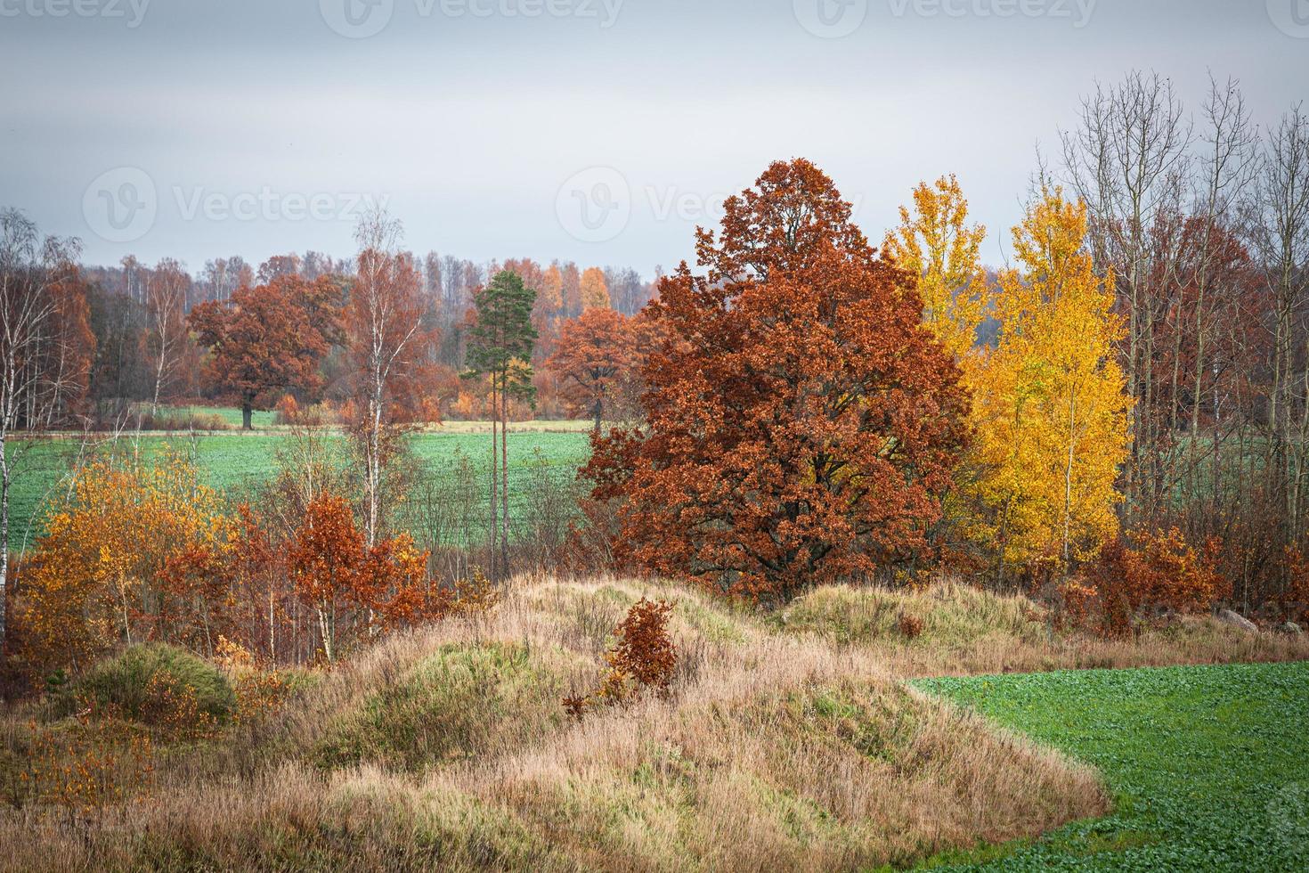 paisajes naturales de otoño en letonia foto