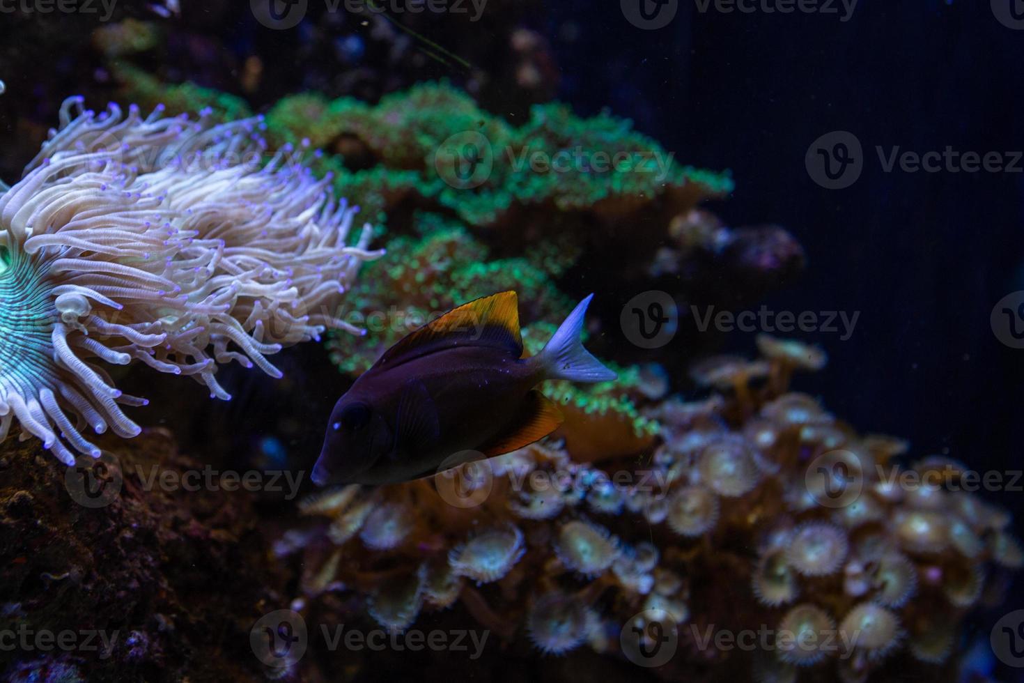 Different Tropical Fish Under Water photo