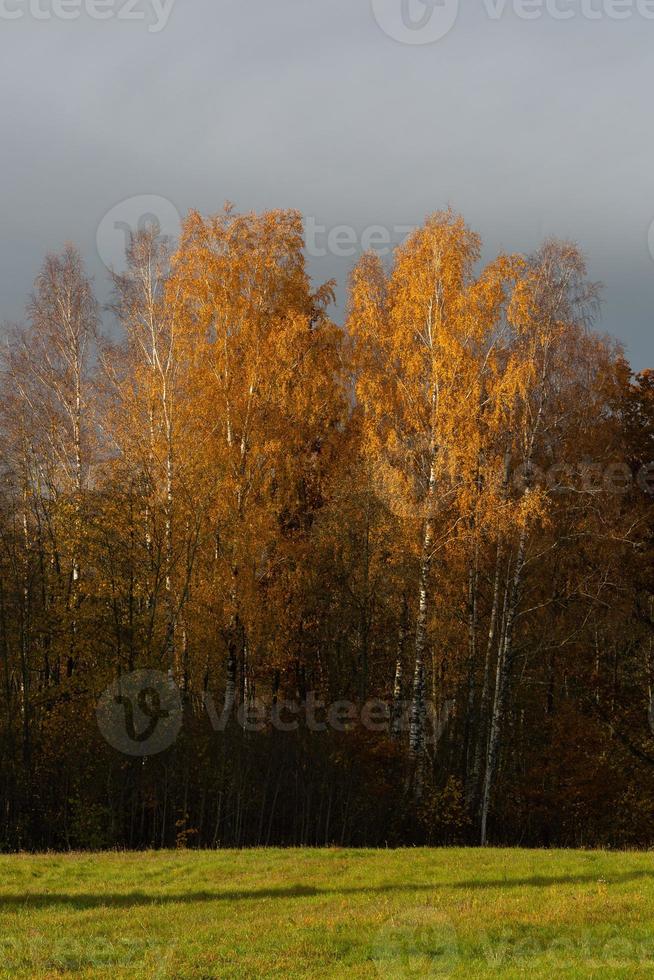 paisajes naturales de otoño en letonia foto