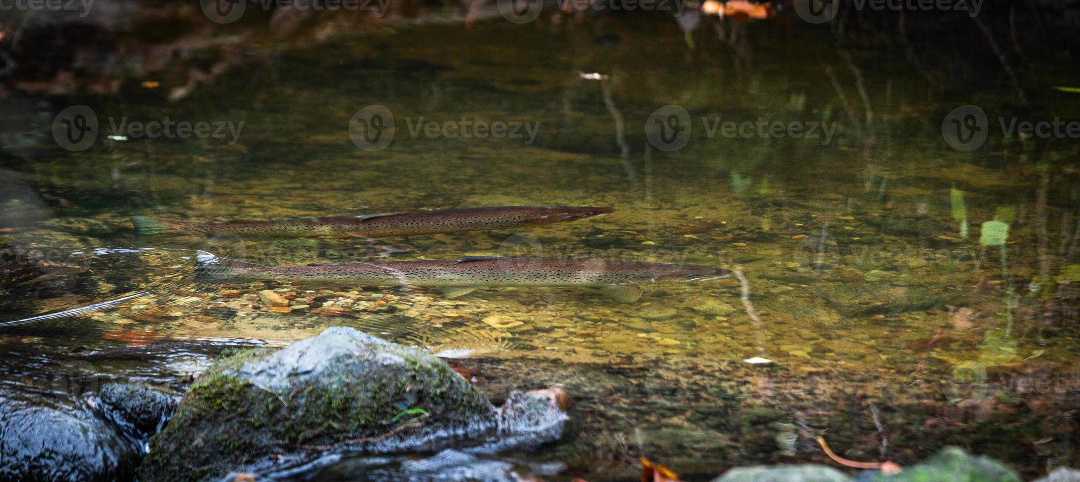 pequeño río forestal con piedras foto