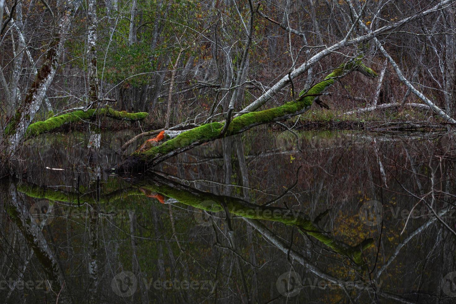 Small Forest River With Stones photo