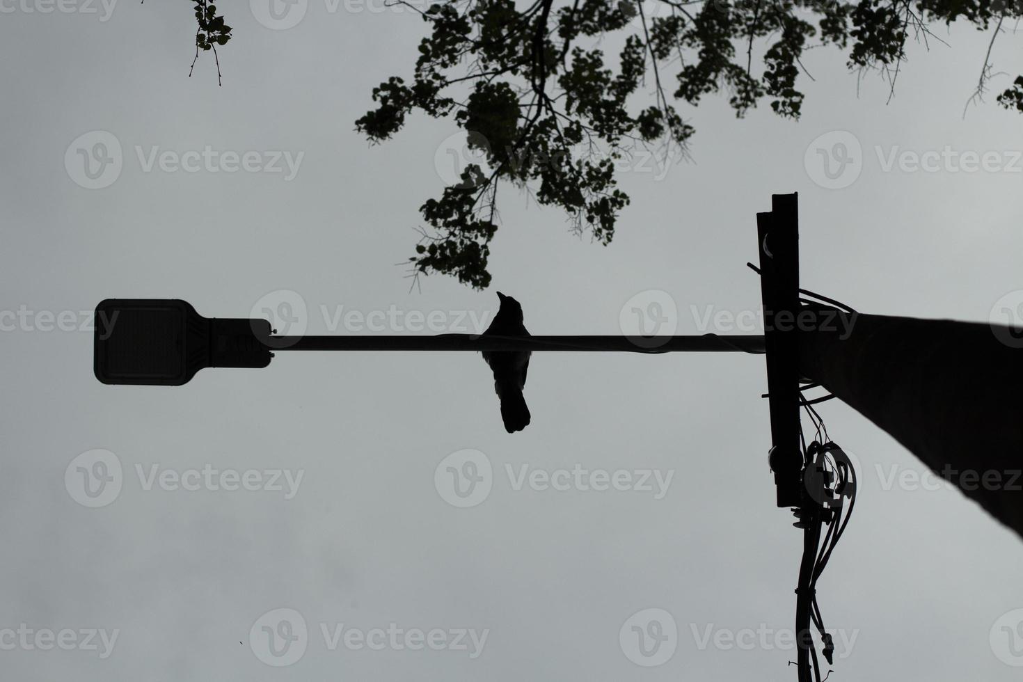 Bird on pole. Silhouette of bird sitting on crossbar. Raven lurked. photo