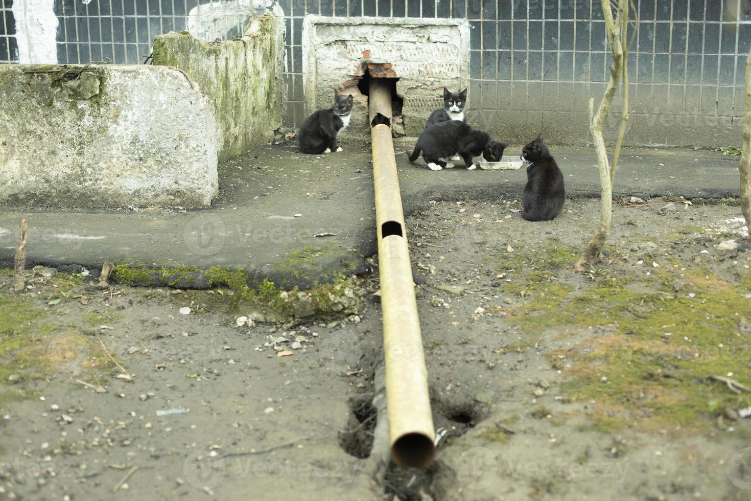 comen los gatos callejeros. gatitos abandonados. foto