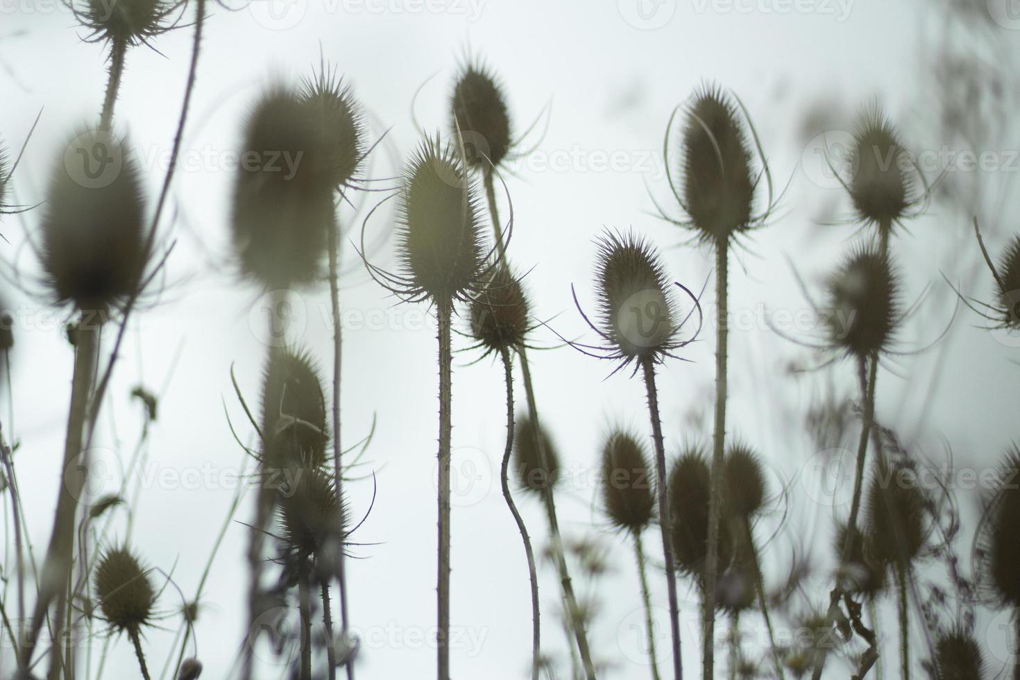 Background of dry plants. Stems of a thorny plant. photo