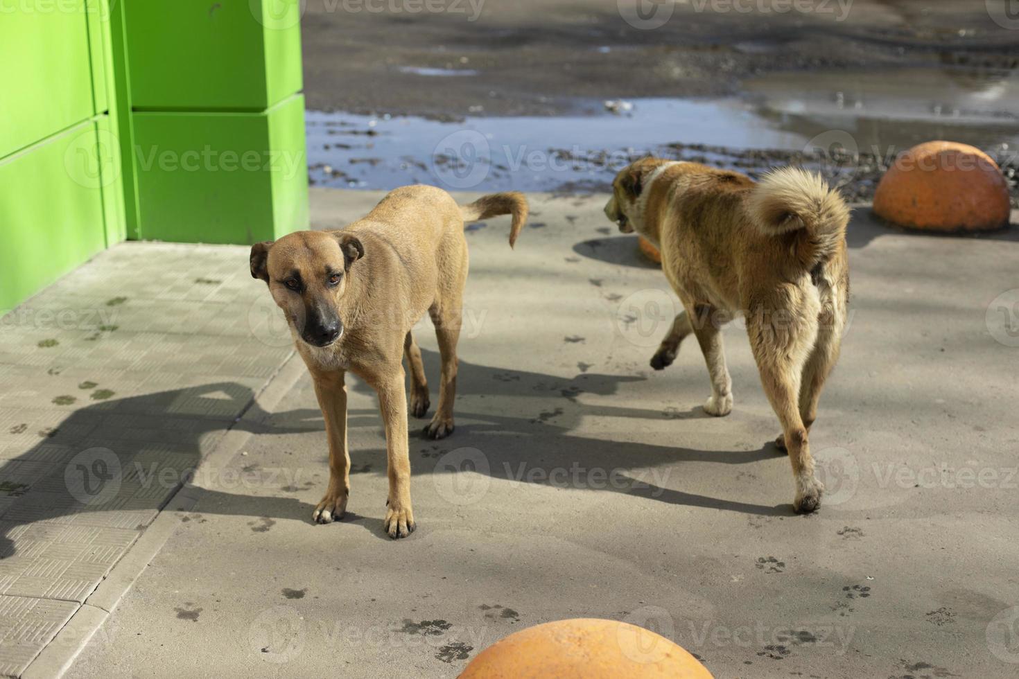 Two stray dogs guard entrance. Animals are abandoned on street. Sterilized dogs. photo
