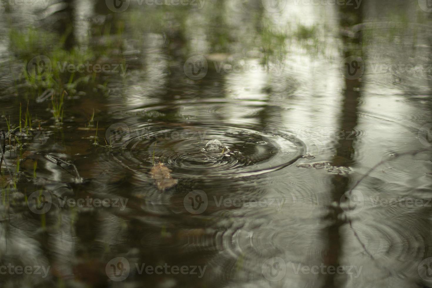Puddle in spring. Circles on the water. The surface of the water after the rain. photo