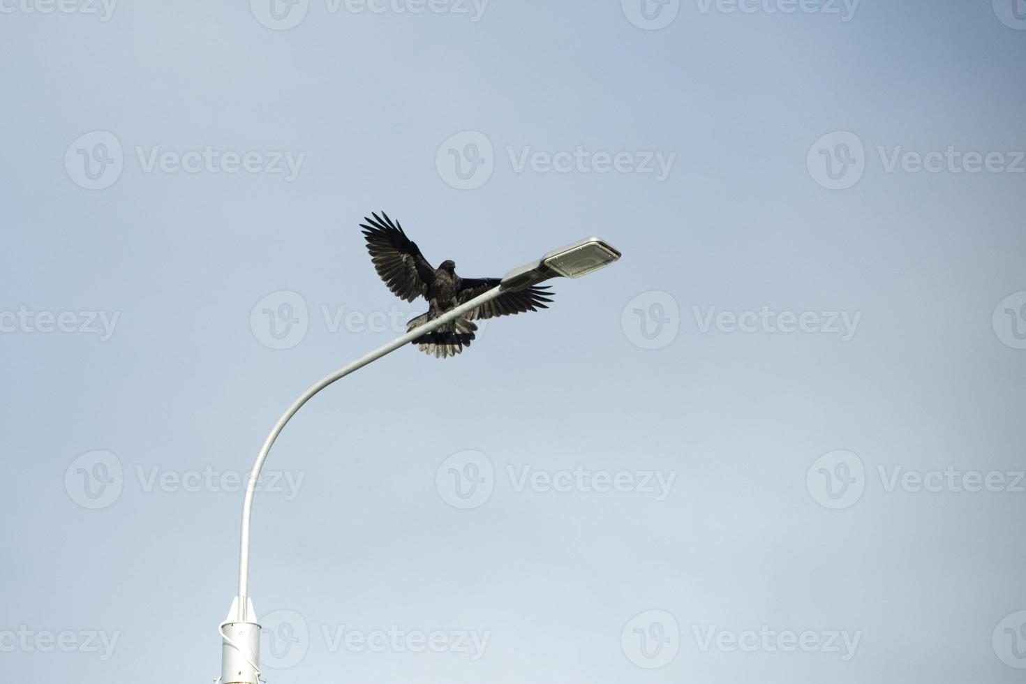 cuervos en poste. el cuervo negro se sienta en la farola. pájaro en vuelo. foto