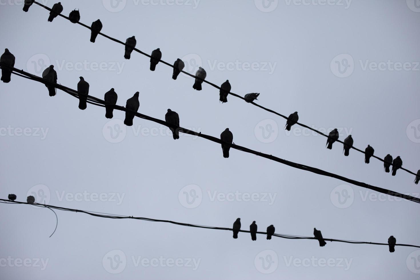 Pigeons on wires. Silhouettes of birds against sky. Pigeons sit on wire in group. photo