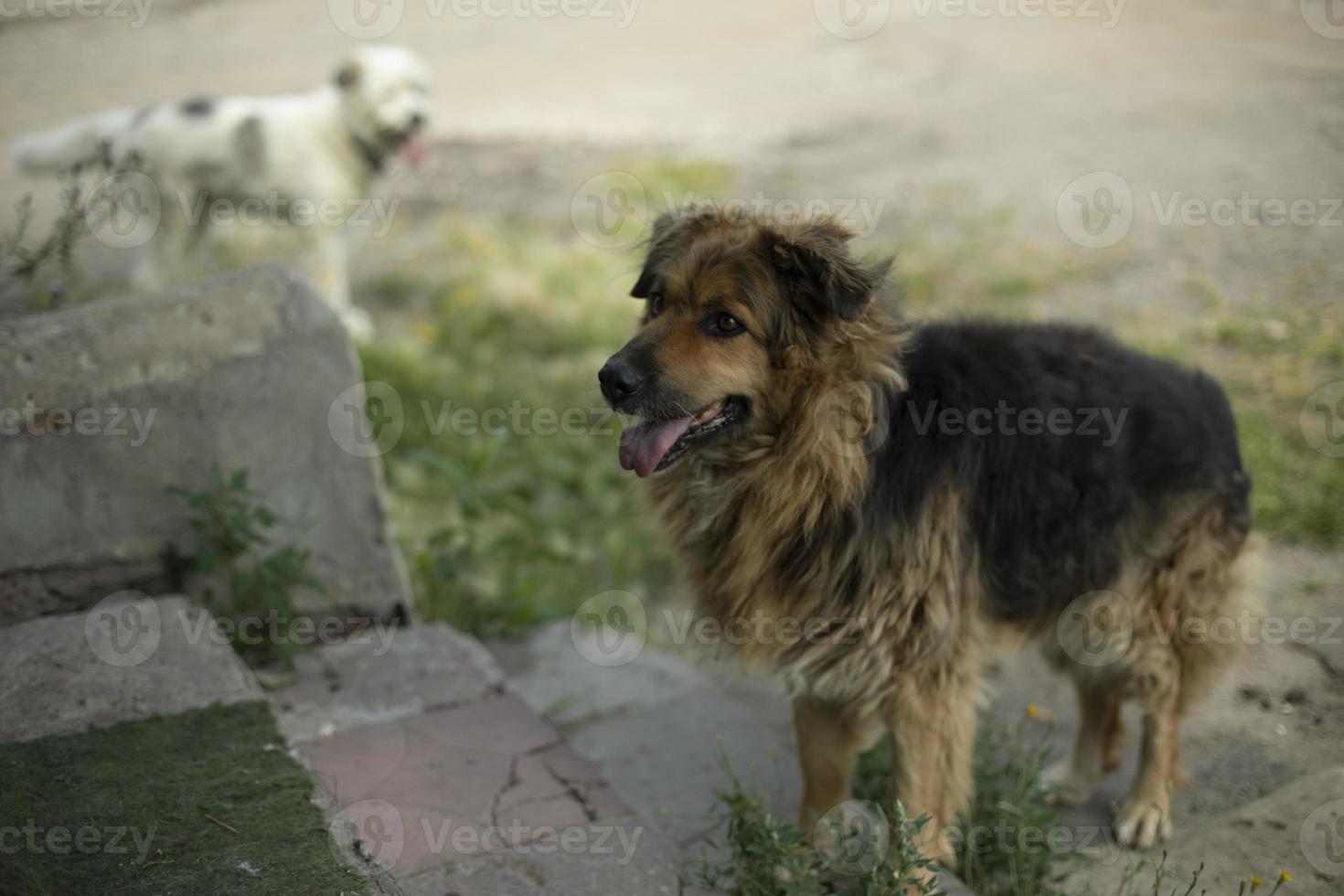 Dog stands on stairs. Stray dog asks for food. Animal in town. photo