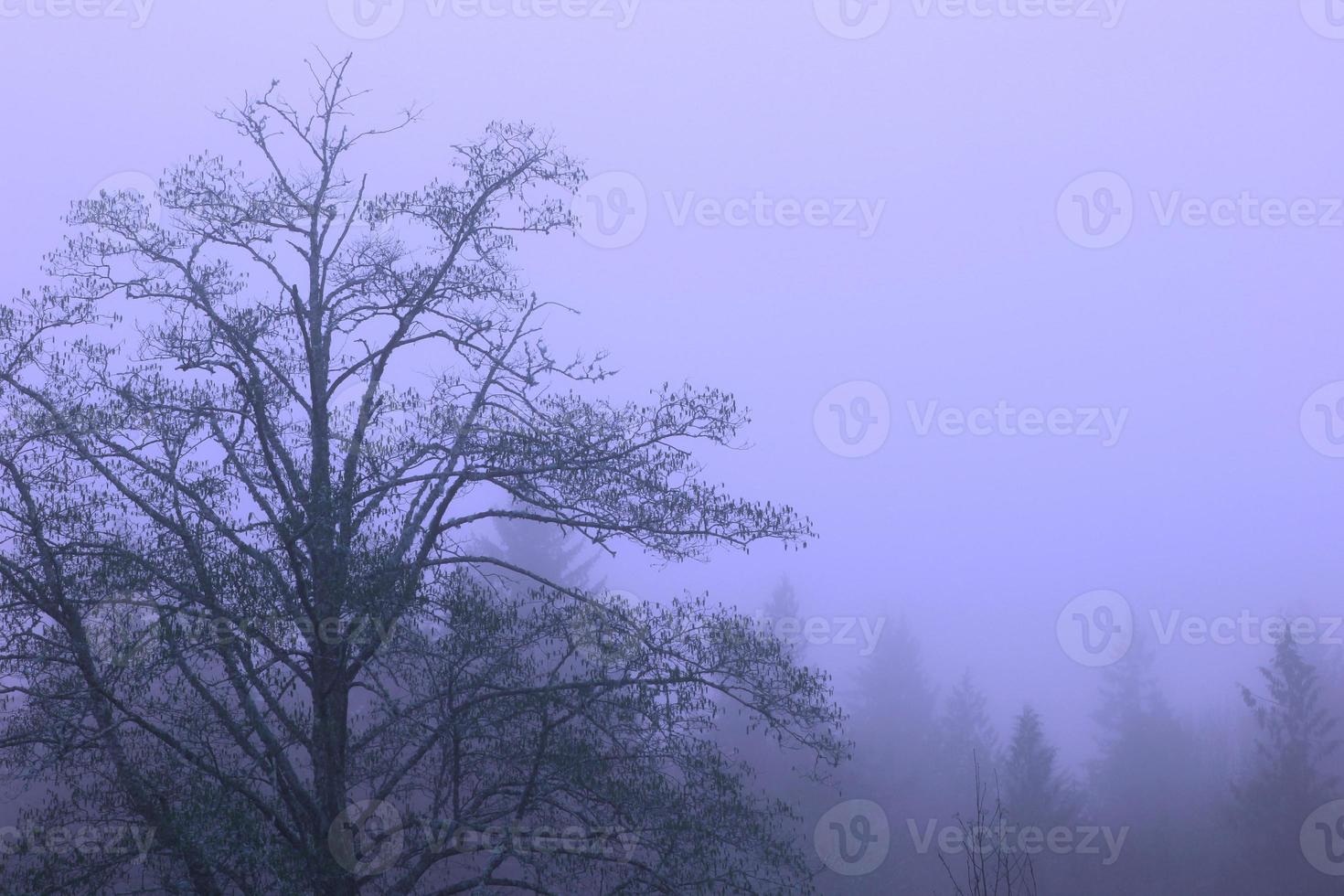 A large tree against a pine background in a misty morning pictured in blue tones. photo