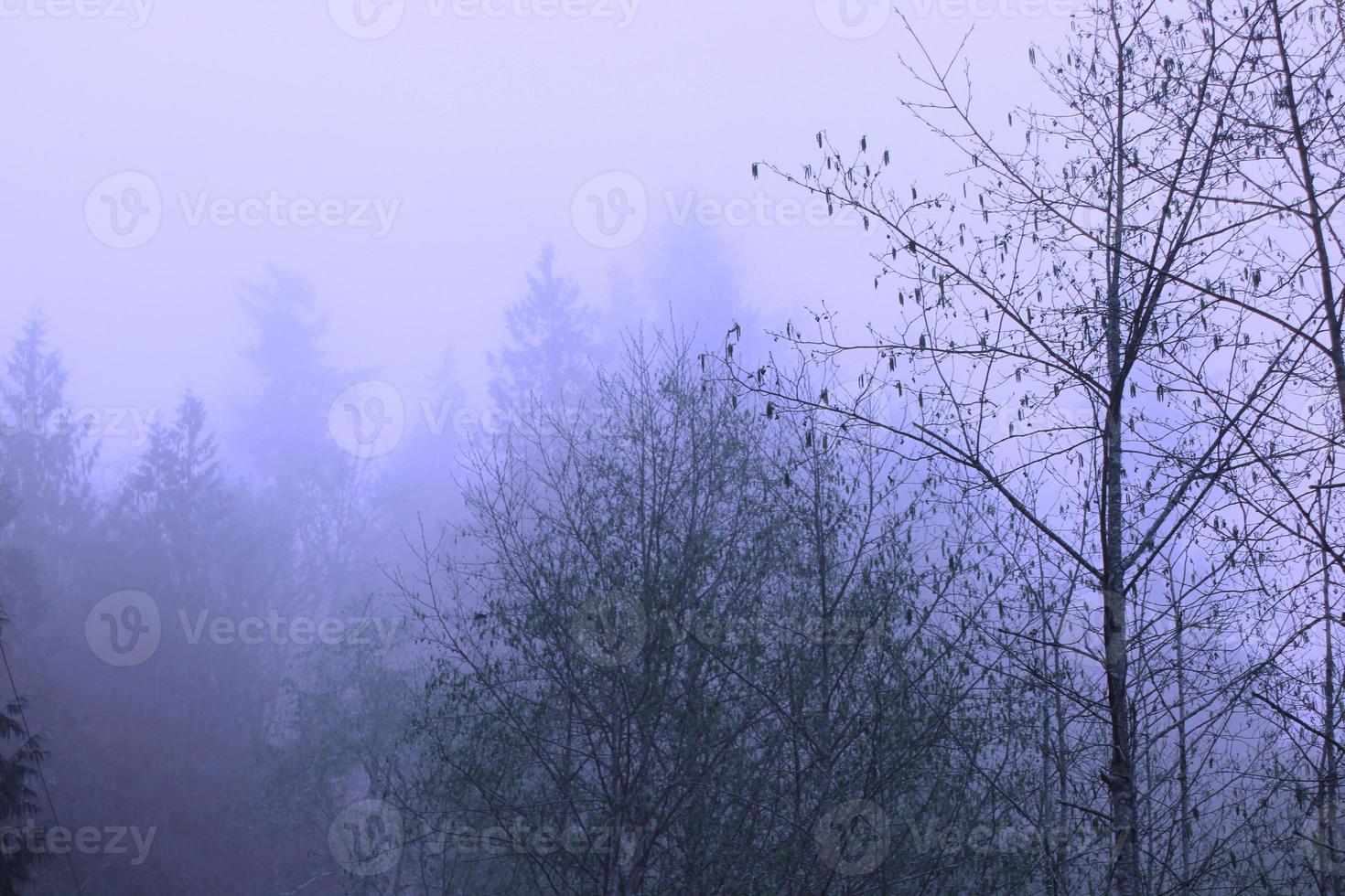 A pine forest with morning fog, pictured in blue tones. photo