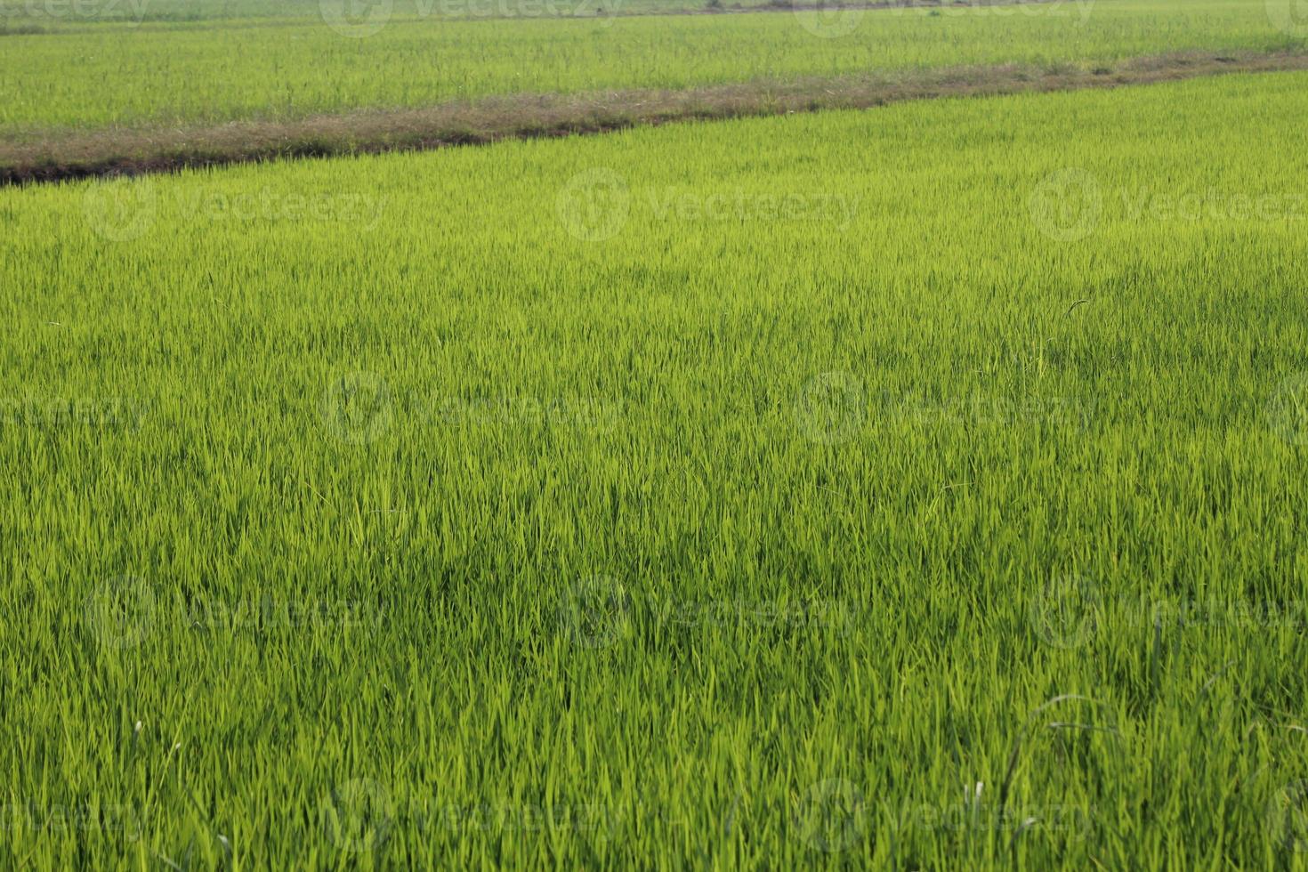 Green rice fields in Thailand photo