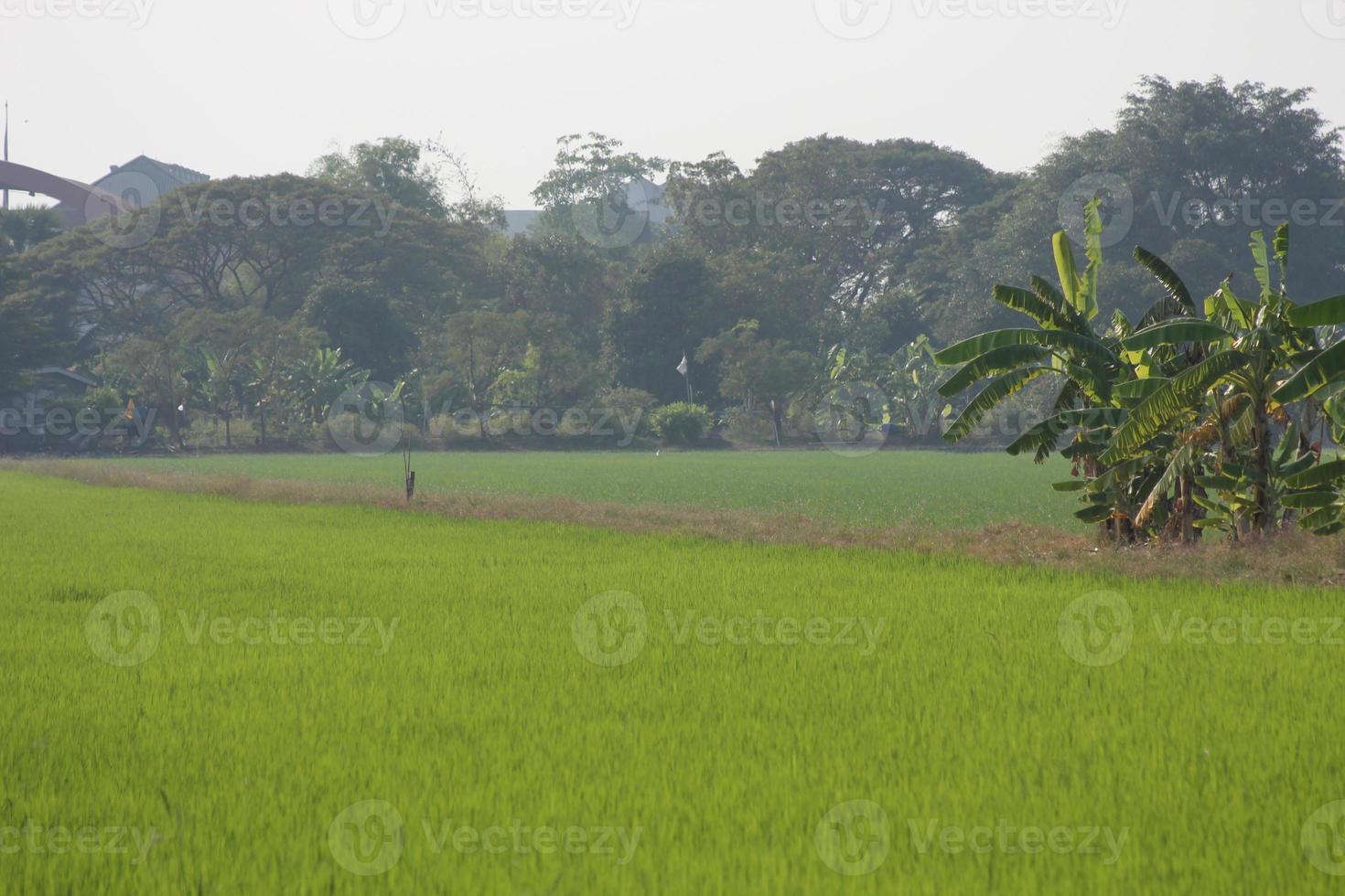 Green rice fields with banana trees in Thailand photo