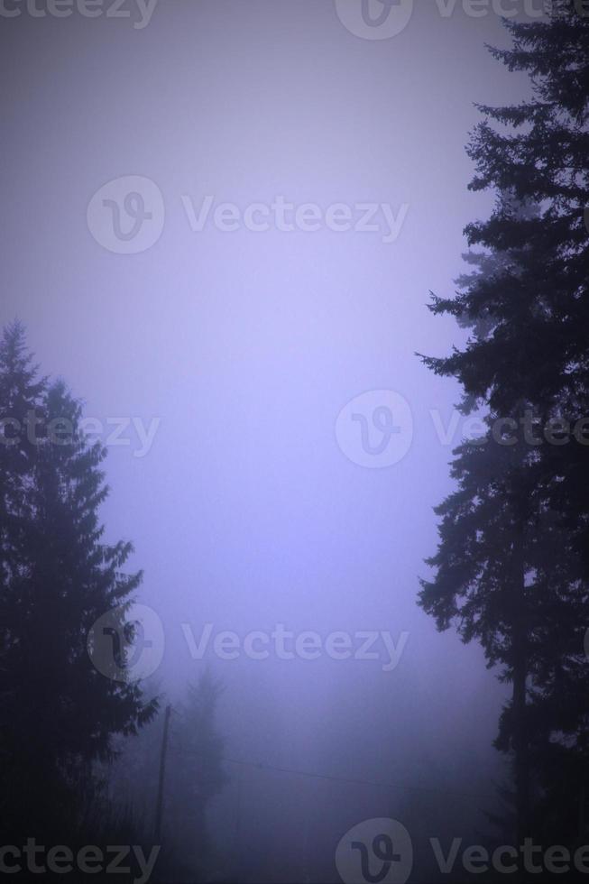 A large pine tree in a foggy morning, depicted in light blue tones. photo