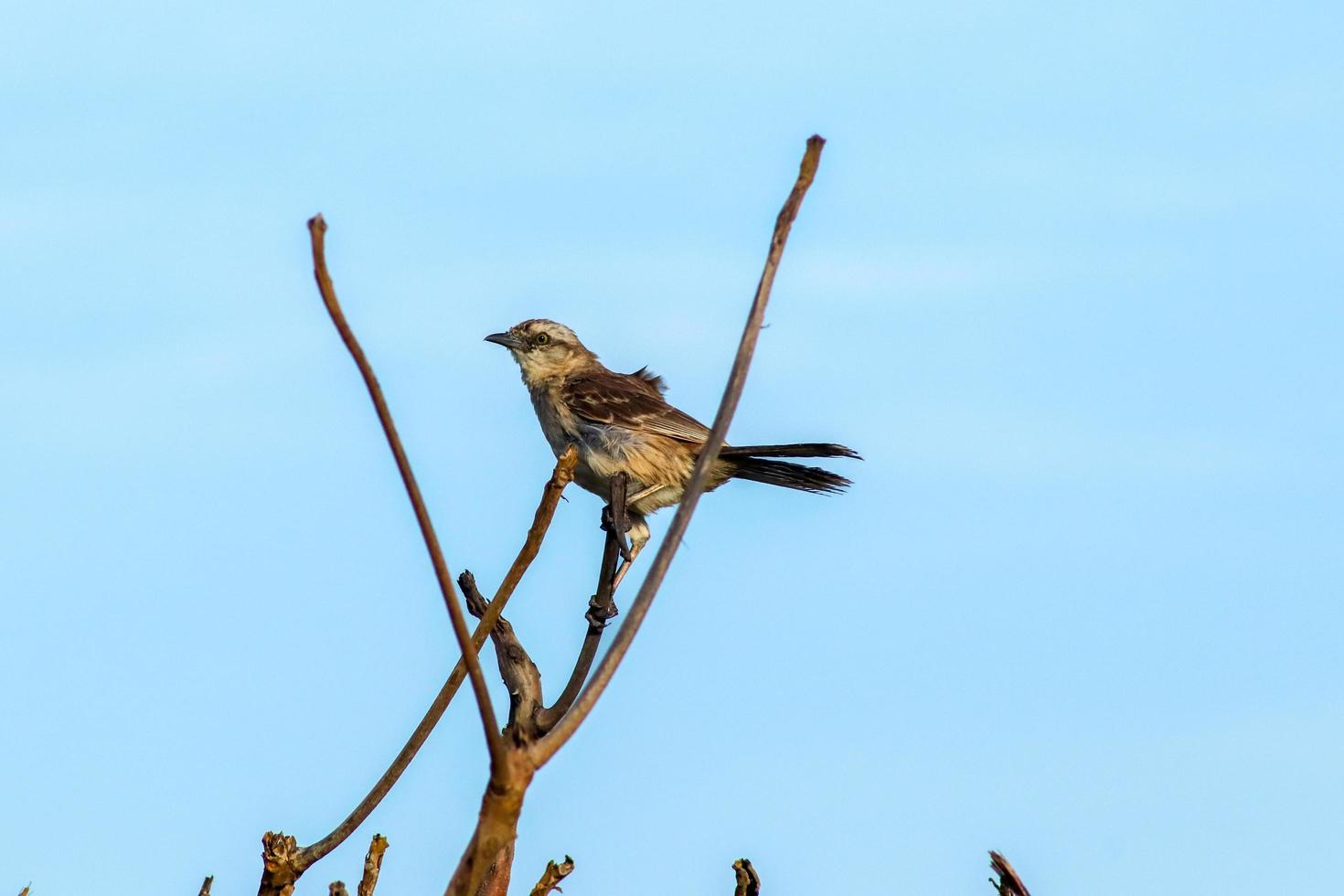 Sao Joao da Barra, RJ, Brazil, 2022 - Chalk-browed mockingbird, Mimus saturninus, on a tree in Grussai Beach photo