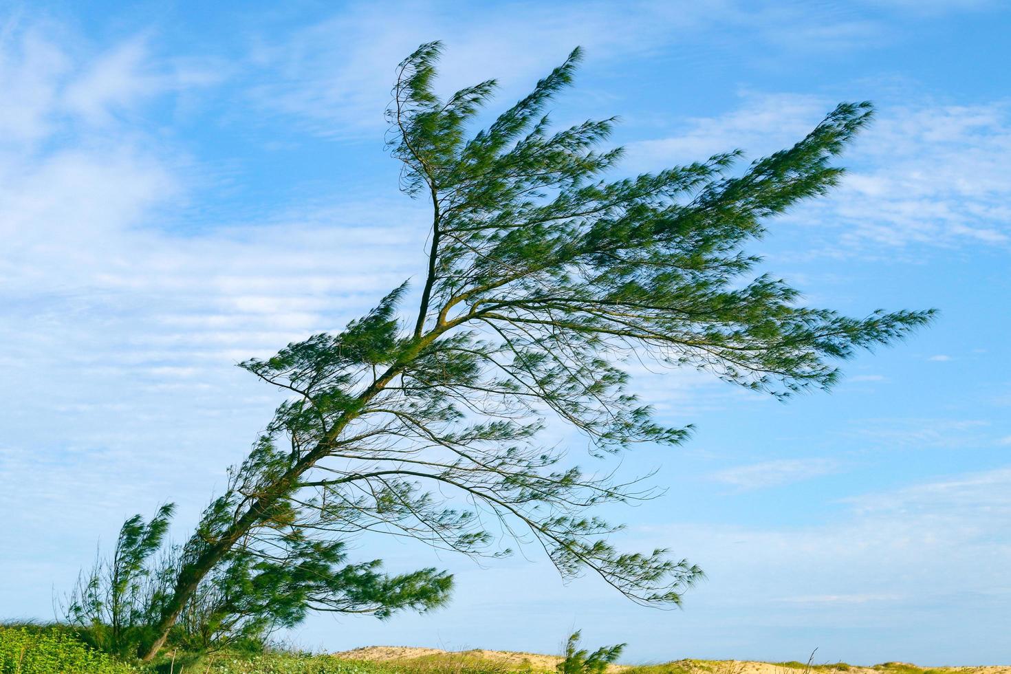 Sao Joao da Barra, RJ, Brazil, 2022 - A casuarina tree bended by the wind in the Grussai Beach photo