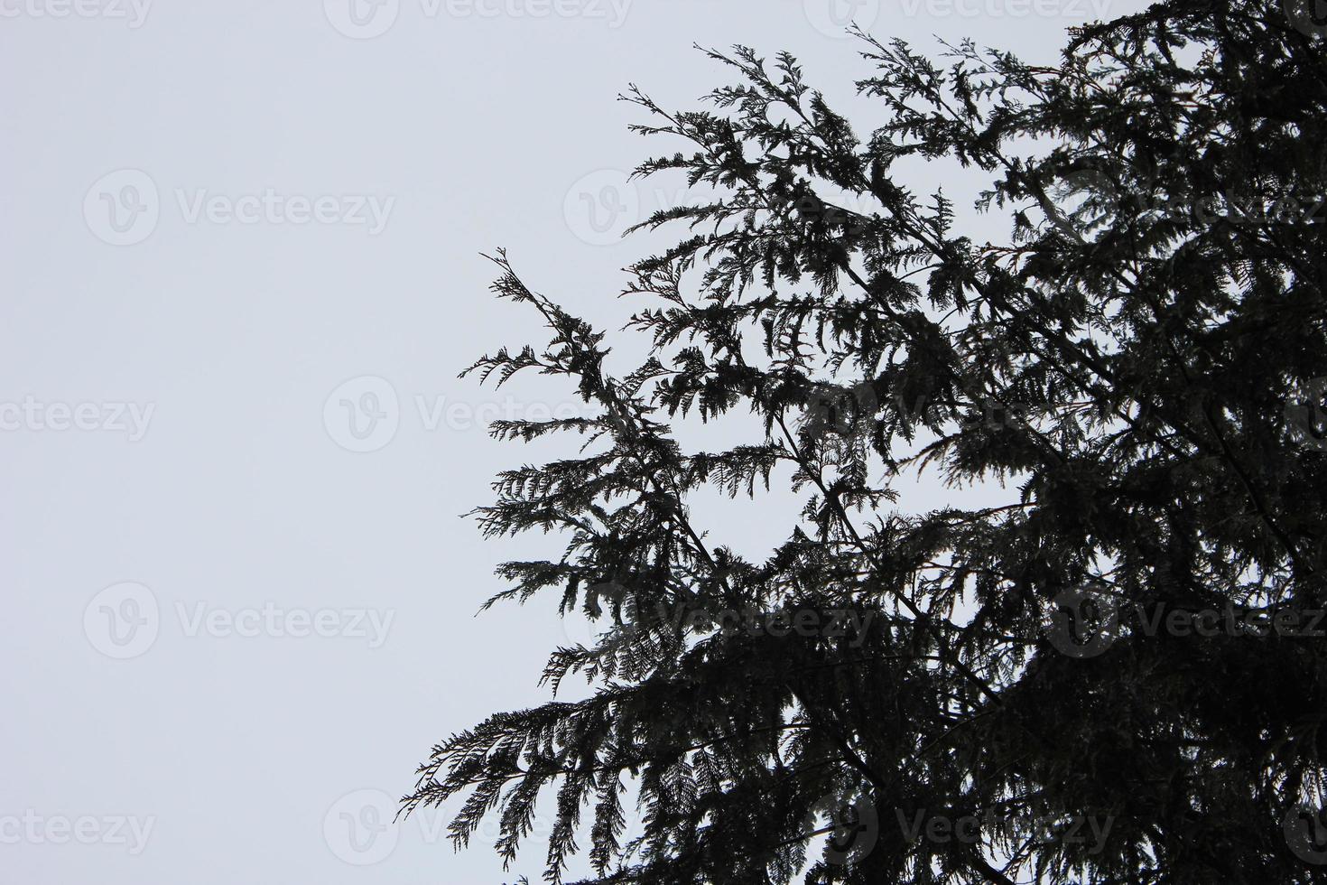 Leaves and pine branches against a white sky. photo