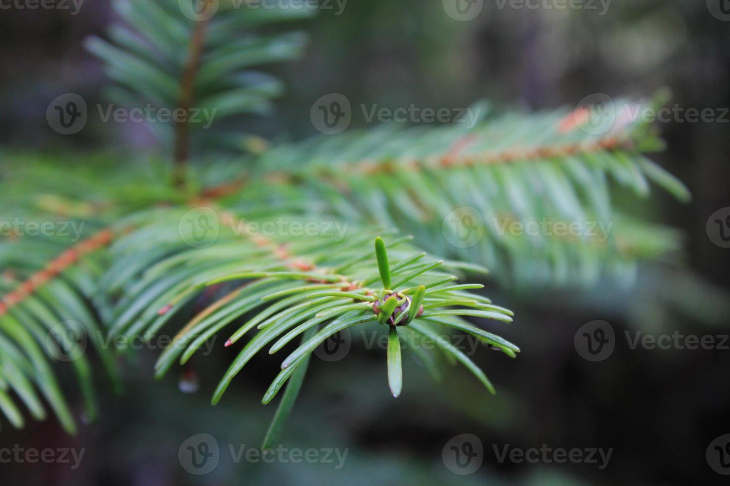 Close-up photo of green pine leaves.