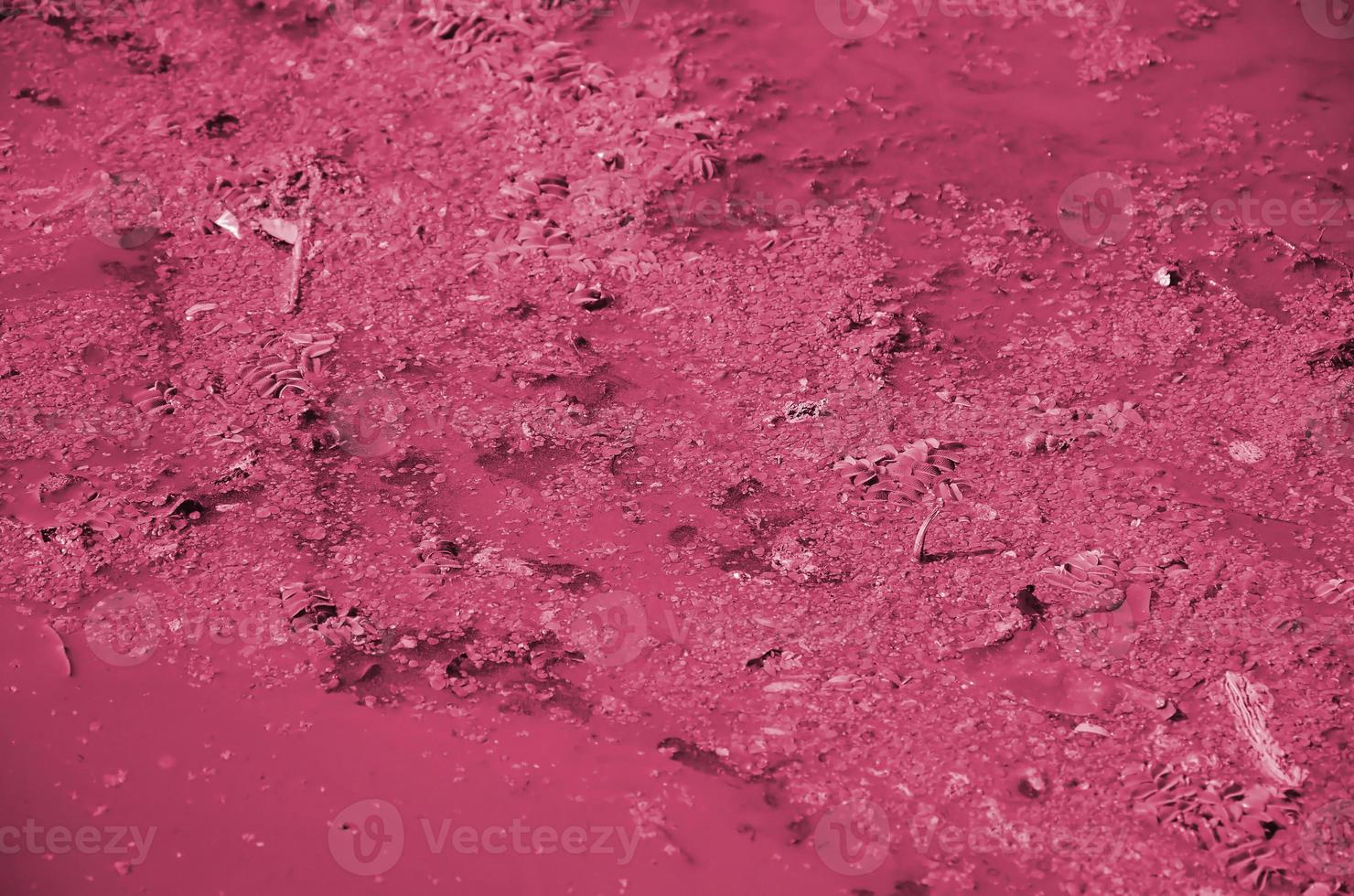 The surface of an old swamp covered with duckweed and lily leaves. Image toned in Viva Magenta, color of the year photo