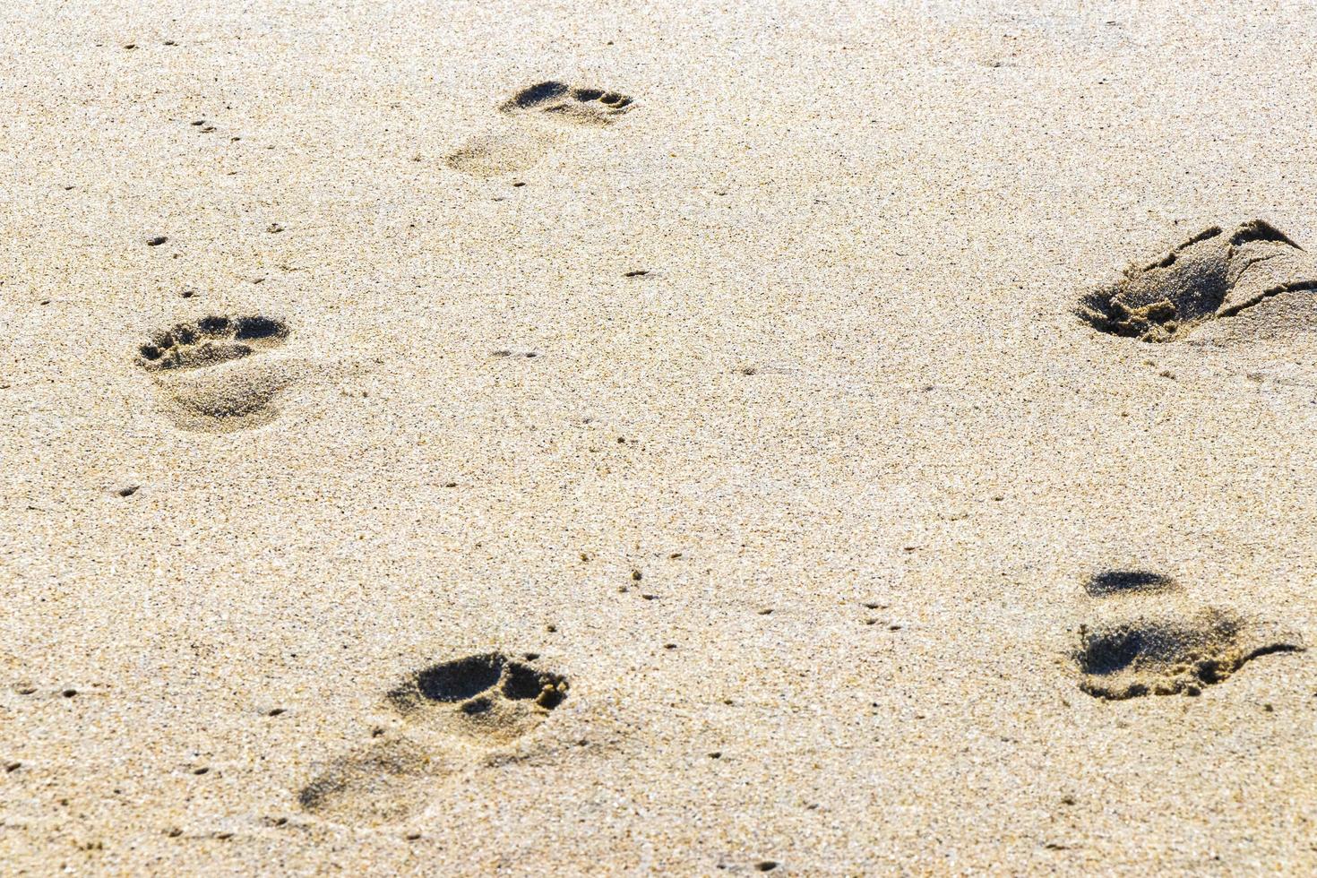 Footprint footprints on the beach sand by the water Mexico. photo