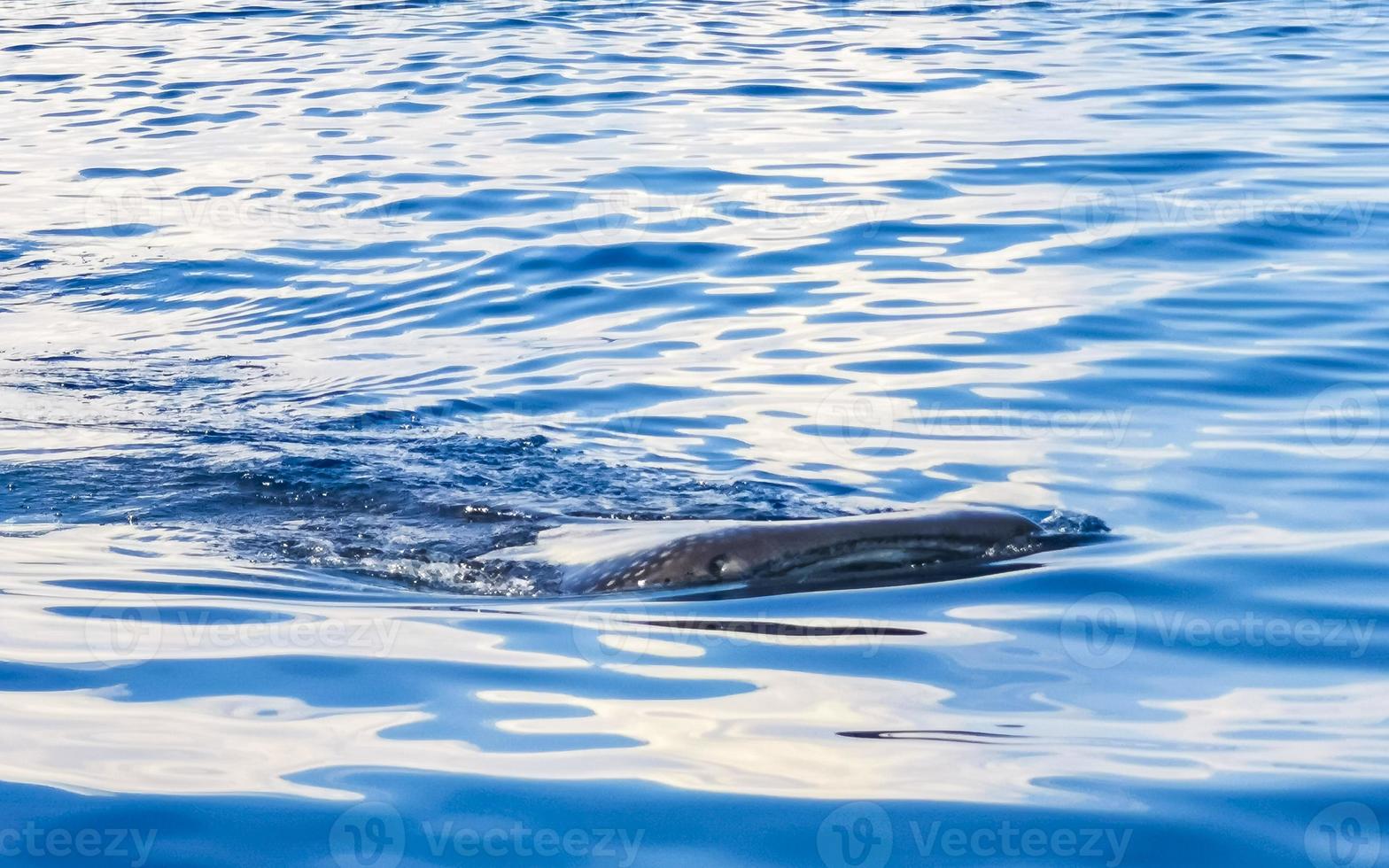 Huge whale shark swims on the water surface Cancun Mexico. photo